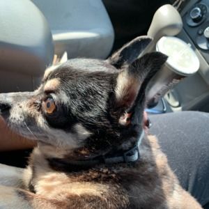 Meet your Posher, Chardonnae’